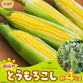 【ふるさと納税】トウモロコシ 朝採れ クール 冷蔵 生食可 数量限定 494 とうもろこし 約4kg（味来またはゴールドラッシュ）スイートコーン 2026年10月中旬～11月上旬ころ発送予定 岩崎農園