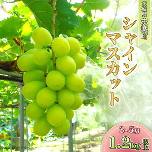 yӂ邳Ɣ[ŁzVC}XJbg ʌ }XJbg Ԃǂ  Â t[c Ԍ 349 VC}XJbg 3[`5[ 1.2kg V|