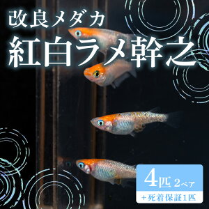 yӂ邳Ɣ[Łz676 _J gV 2yA ǃ_Jygn^߂z