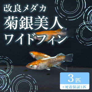 yӂ邳Ɣ[Łz677 _J el ChtB gI(3C) ǃ_Jygn^߂z