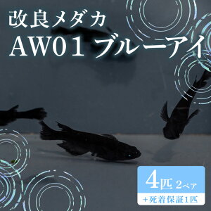 yӂ邳Ɣ[Łz679 _J AW01 u[AC 2yA(4C) ǃ_Jygn^߂z