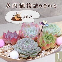 楽天市場】多肉植物 初心者 セットの通販