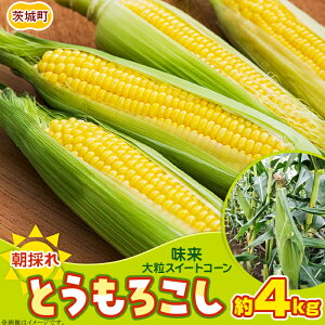 yӂ邳Ɣ[ŁzgERV ̂ N[ ① H ʌ 494 Ƃ낱  10{ 4kg XC[gR[ F s\ 2025N10{`11{딭\