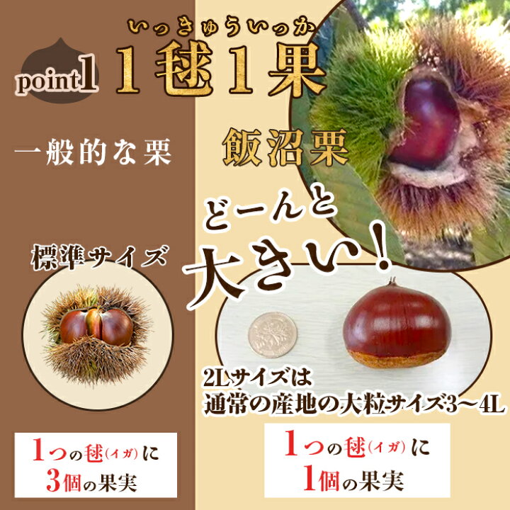 楽天市場】【ふるさと納税】飯沼栗 くり 高級 栗 数量限定 フルーツ 高級飯沼栗10kg