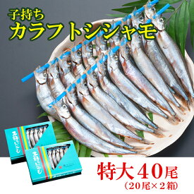 【ふるさと納税】ししゃも 子持ち カラフトシシャモ 特大 40尾（20尾×2箱） 子持ちシシャモ カラフトししゃも 大洗 すぐ発送