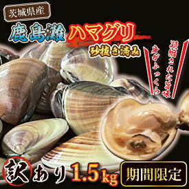 【ふるさと納税】【11月1日より順次発送】 期間限定 鹿島灘 ハマグリ 訳あり 1.5kg 砂抜き済み はまぐり 蛤 わけあり 国産 天然 茨城県産 鹿島灘産 焼き蛤 BBQ おせち お雑煮 お吸い物 ラーメン パスタ