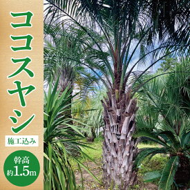 【ふるさと納税】ココスヤシ 幹高約1.5m【施工込み】ヤシの木 ヤシ リゾート ガーデン 自宅 別荘 南国 庭木 観葉植物 大洗町