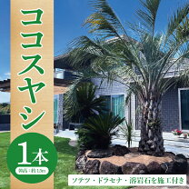 楽天市場】ヤシ の 木 ソテツの通販
