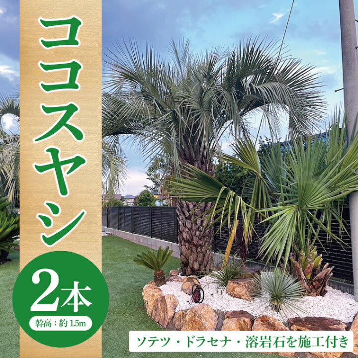 楽天市場】【ふるさと納税】ココスヤシ 幹高約1.5m2本・ソテツ 