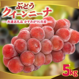 【ふるさと納税】クインニーナ5kg　県内共通返礼品:かすみがうら市産【配送不可地域：離島・沖縄県】 (BR161)