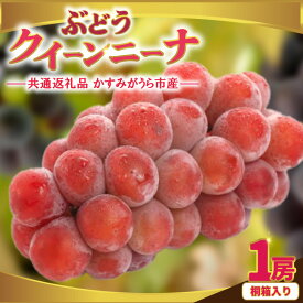 【ふるさと納税】クインニーナ桐箱入り1房　県内共通返礼品:かすみがうら市産【配送不可地域：離島・沖縄県】 (BR162)