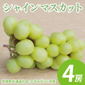 【ふるさと納税】【選べる】【先行予約】シャインマスカット 1～4房（茨城県共通返礼品：かすみがうら市産）　※2025年8月初旬～2026年1月下旬頃に順次発送予定（CD022）
