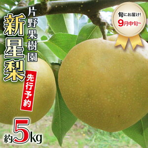 �y�ӂ邳�Ɣ[�Łz�� ��s�\�� ���y�I�ׂ���e�� / �i��z�y2026�N08����{�ȍ~�����z�Ж�ʎ��� �K�� �L�� �V�� ������ �V�� ���H �� �� 3kg 5kg �Ȃ� �i�V �t���[�c �ʕ� �{ �Y�n���� ���Y ���