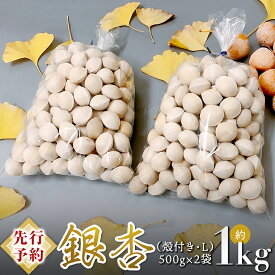 【ふるさと納税】【 先行予約10月上旬以降発送 】銀杏 ぎんなん 約1kg ( 殻付き ・ L )　500g × 2袋 イチョウ 秋 美味 栄養満点 健康 高血圧予防 むくみ改善 疲労回復 美肌