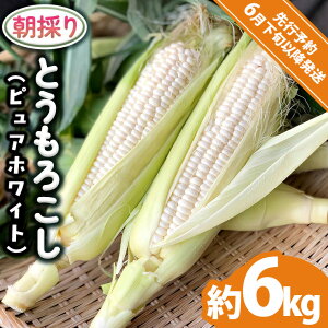 【ふるさと納税】【 先行予約 2026年6月下旬以降発送】【 令和8年産 】 朝採り とうもろこし ( ピュアホワイト ) 約 6kg トウモロコシ スイートコーン 野菜 産地直送 期間限定 2026 2026年発送 2