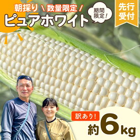 【ふるさと納税】【 訳あり 】【 令和8年産 】【先行予約 2026年6月下旬以降発送 】【数量限定】 朝採り 白い とうもろこし ピュアホワイト 約6kg トウモロコシ コーン 旬 BBQ バーベキュー 夏野菜 甘い 期間限定 ふるさと納税 6000円 2026年発送 2026年先行受付 2026年