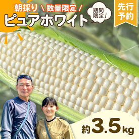 【ふるさと納税】【 先行予約 2026年6月下旬発送】【 令和8年産 】 朝採り 白い とうもろこし ピュアホワイト 約3.5kgトウモロコシ 期間限定 甘い 生食