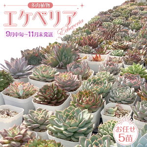 yӂ邳Ɣ[Łzy 2026Ns\ zyIׂ z GPxA ܂ 5c Zbg yi햼tz A ϗtA A ͔| CeA  R