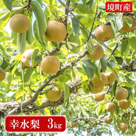【ふるさと納税】◎幸水◎ 8月10日まで！【更に30件追加】＼生育が良好のため／ なくなり次第終了 順次発送 【毎年即完売】 ※2026年産 先行予約 境町 幸水 梨 3kg 豊水 5kg（数量限定）梨 なし ナシ 茨城県産 令和8年産