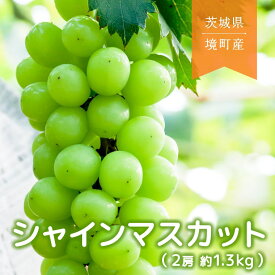 【ふるさと納税】 シャインマスカット 1.31kg 2026年先行予約！ 茨城県境町産 2房 (約1.3kg) フルーツ マスカット 果物 ぶどう ブドウ