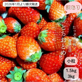 【ふるさと納税】いちご専門農家直送！朝摘み収穫したて小粒完熟とちおとめ 1.5kg ・ 3kg ／ いちご 苺 イチゴ とちおとめ 完熟 果物 フルーツ 予約 先行予約 茨城 茨城県 利根町