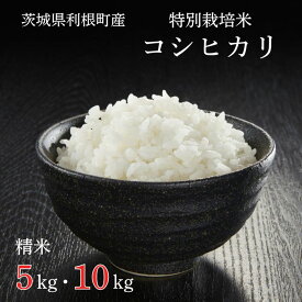 【ふるさと納税】利根町産【特別栽培米】コシヒカリ ／ お米 コメ こめ ごはん コシヒカリ 白米 精米 5kg 10kg 定期便 特別栽培 令和7年産 新米 茨城県 利根町