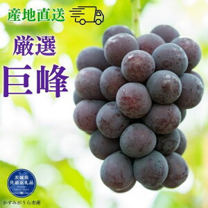 yӂ邳Ɣ[Łzs2026Ns\t  2kg 3kg i錧ʕԗiE݂sYj ^  ق LzE  Ԃǂ uhE t[c ʕ 2kg 3kg