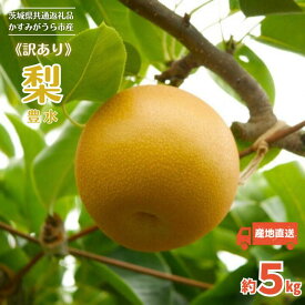 【ふるさと納税】《訳あり》豊水　5kg（茨城県共通返礼品・かすみがうら市産） ／ 豊水 梨 なし ナシ 果物 くだもの フルーツ 訳あり 訳アリ 規格外 家庭用 5kg 産地直送 産直 茨城県 利根町
