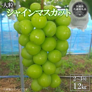 yӂ邳Ɣ[Łzy2026Ns\zL@엿͔| 嗱 VC}XJbg v1.2kg ǂ Yni錧ʕԗiE݂sj ^ Ԃǂ  uhE VC}XJbg s