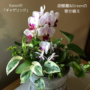 yӂ邳Ɣ[ŁzKanońuMUOvӒ&Green̊񂹐A