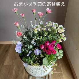 【ふるさと納税】Kanonのおまかせ季節の寄せ植え