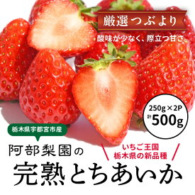 【ふるさと納税】阿部梨園の完熟とちあいか（厳選つぶより） ※離島への配送不可 ※2025年12月上旬～2026年5月中旬頃に順次発送予定