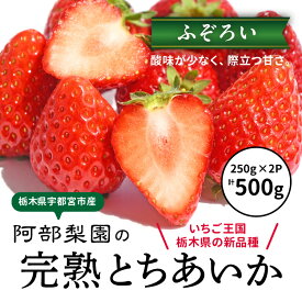 【ふるさと納税】阿部梨園の完熟とちあいか（ふぞろい） ※離島への配送不可 ※2025年12月上旬～2026年5月中旬頃に順次発送予定