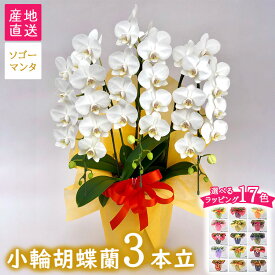 【ふるさと納税】【栃木県宇都宮産】胡蝶蘭（小輪）ソゴーマンタ　3本立※離島への配送不可