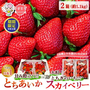 yӂ邳Ɣ[Łz_12܂ 񕍊z^ys\zyi킪IׂIzXJCx[ / Ƃ 2 1.16kgi1(2pbN)×2j  嗱 | Mtg  Ȗ، Fs{s ʕ 2026