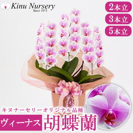 【ふるさと納税】【選べる本数】胡蝶蘭 オリジナル品種「ヴィーナス 」｜花 蘭 コチョウラン 産地直送 生花 鉢 鉢植え 開院祝い 開店祝い 開業祝い 結婚祝い 結婚記念日 就任祝い 退職祝い お祝い 母の日 父の日 ギフト ※沖縄、離島への配送不可