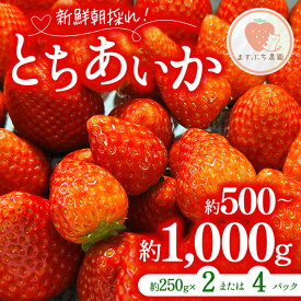 【ふるさと納税】＼選べる内容量／ とちあいか 約500g 約1000g ｜ いちご イチゴ 苺 果物 フルーツ 栃木県 宇都宮市 ※離島への配送不可 ※2026年1月中旬～4月下旬頃に順次発送予定
