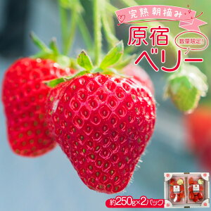 yӂ邳Ɣ[Łzys\tz2026N2yʌIzun E݁vhx[ 250g×2pbN |  C`S Ȗ؁yt[c ʕ  Hi lC  z