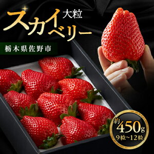 yӂ邳Ɣ[ŁzȖ،  ViyXJCx[z9`12 450gyzsnFzy1258709z