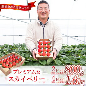 【ふるさと納税】【選べる容量】【先行予約/数量限定】プレミアムな完熟スカイベリー ｜ 栃木県 鹿沼市 産地直送 旬 いちご こだわり 高級品 贈答用 イチゴ 苺 果物 フルーツ 期間限定　※2025年12月中旬～2026年2月中旬頃に順次発送予定