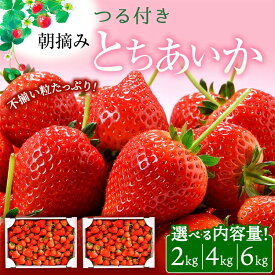 【ふるさと納税】＜選べる内容量＞【訳あり】とちあいか 不揃い粒 2kg 4kg 6kg（家庭用、ジャム・冷凍など加工用にもおすすめ）｜ 果物 いちご 朝取り 新鮮 ハート フルーツ デザート ストロベリー デザート スイーツ 苺 イチゴ※2026年5月中旬～5月下旬頃に順次発送予定