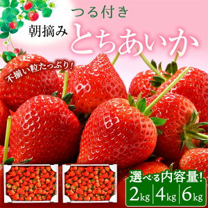 �y�ӂ邳�Ɣ[�Łz���I�ׂ���e�ʁ��y�󂠂�z�Ƃ������� �s������ 2kg 4kg 6kg�i�ƒ�p�A�W�����E�Ⓚ�Ȃǉ��H�p�ɂ��������߁j�b �ʕ� ������ ����� �V�N �������� �n�[�g �Â� �t���[�c �f