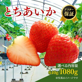 【ふるさと納税】【先行予約】【選べる内容量・発送月】いちご市 鹿沼の美味しい「い」「ち」「ご」 とちあいか 320g×2パック/270g×4パック（1月発送/2月発送） ｜ いちご イチゴ 苺 フルーツ 果物 くだもの 日本一 品質 ビタミンC 果実 かぬま