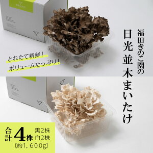 yӂ邳Ɣ[ŁzƂꂽĐVNIĉ́w؂܂x4(2^2)  (1600g)b̂ }C^P  LmR Y _ƒ Y [0325]