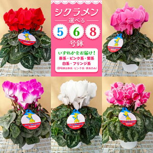 yӂ邳Ɣ[ŁzVN 1 (5^6^8)bVN  A Mtg v[g 蕨 LO Cxg Gߌ s CbZCԉ [0745-0748]