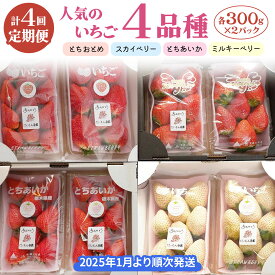 【ふるさと納税】[先行予約] [定期便／4か月] 人気のいちご4品種(とちおとめ・スカイベリー・とちあいか・ミルキーベリー) 300g×2パック×4回 [2026年1月上旬より順次発送]｜ 期間限定 いちご イチゴ 苺 フルーツ 果実 スイーツ 日光市産 栃木県産 産地直送 [0460]