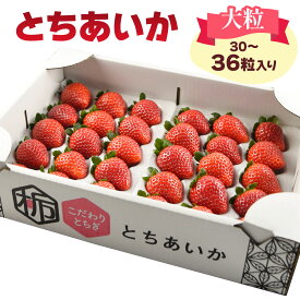 【ふるさと納税】[先行予約] 大粒とちあいか 大箱入り 30粒から36粒入り[2025年12月中旬より順次発送]｜とちあいか いちご イチゴ 苺 大粒 果物 果実 フルーツ 産地直送 日光市産 栃木県産 数量限定 [0647]