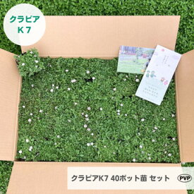 【ふるさと納税】グランドカバー植物「クラピアK7」40ポット苗セット【お申込書返信後、ご希望日に合わせて発送】【1339009】