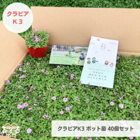 【ふるさと納税】グランドカバー植物「クラピアK3」ポット苗40ポットセット【お申込書返信後、ご希望日に合わせて発送】【1570185】