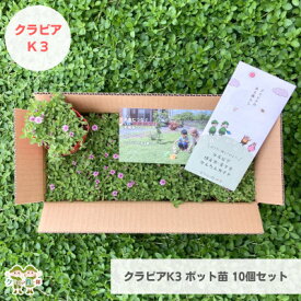 【ふるさと納税】グランドカバー植物「クラピアK3」ポット苗10ポットセット【お申込書返信後、ご希望日に合わせて発送】【1570189】